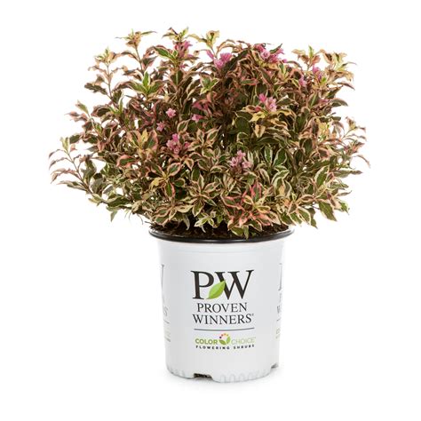 shrubs at lowes|shrubs offered at lowe's.